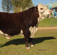 2013-Wodonga-Show-and-Sale