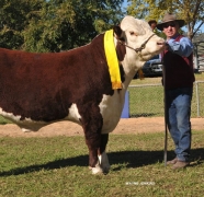 2014-Wodonga-Hereford-show-and-sale