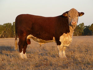 Morganvale-Havelock-WLMH221