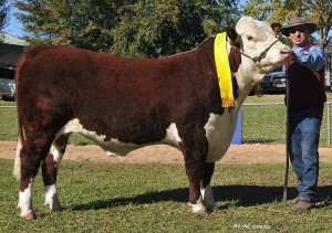 2014 Wodonga Hereford show and sale 076 RET