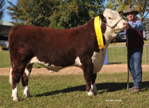 2014-Wodonga-Hereford-show-and-sale