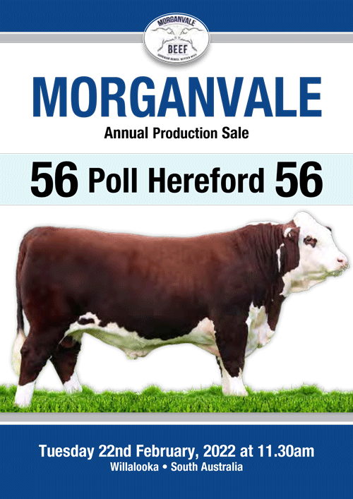 2022-Morganvale-sale-catalogue-1